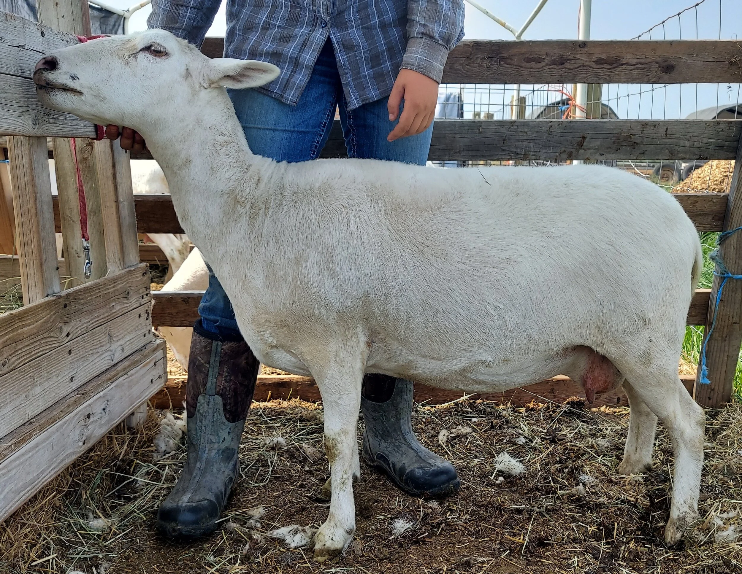 sheep♪ RAD - Reproduction Specialty Group